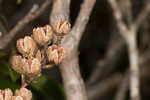 Mountain fetterbush